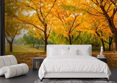 Beautiful yellow ginkgo tree in autumn garden Wall mural