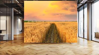 Field road and yellow wheat fields at sunset Wall mural