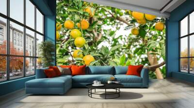 Fresh oranges grow on the tree,in fruit plantations Wall mural