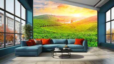 Green tea mountain at sunset,tea plantation natural background. Wall mural