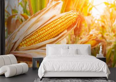 ripe corn in the field of farmland wait for harvest Wall mural