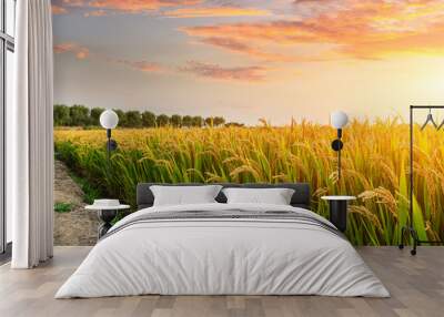 Ripe rice field and sky background at sunset time with sun rays Wall mural