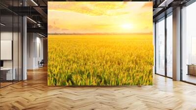 Ripe rice field and sky background at sunset time with sun rays Wall mural