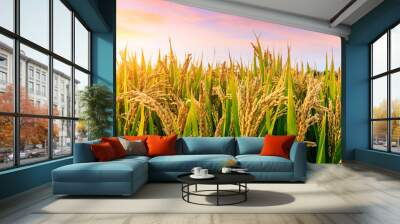 Ripe rice field and sky background at sunset time with sun rays Wall mural