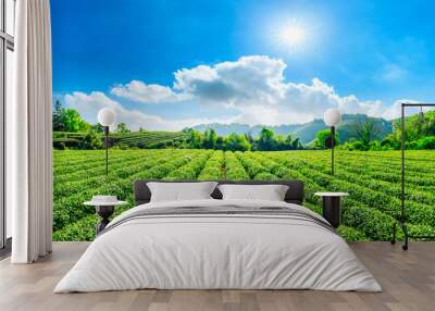 Tea plantation on sunny day,green nature landscape. Wall mural