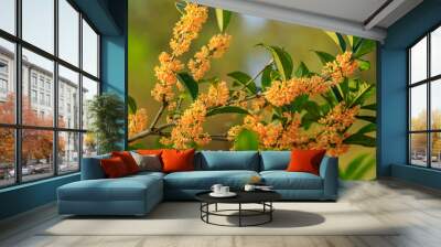 Yellow osmanthus blossoms on osmanthus tree in autumn season Wall mural