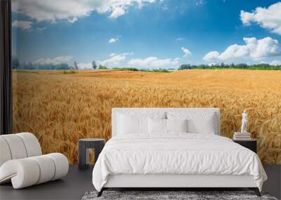 Yellow wheat field and blue sky Wall mural