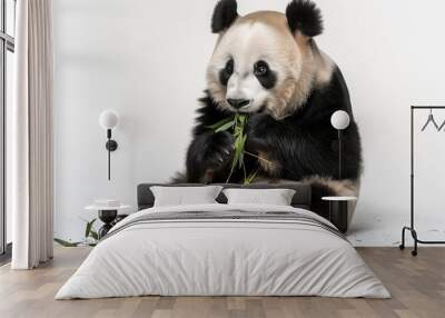 A fluffy panda bear sitting and munching on bamboo, its black and white fur stark against the solid white background, Wall mural