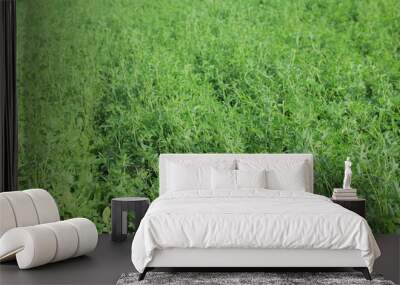 green grass background Wall mural