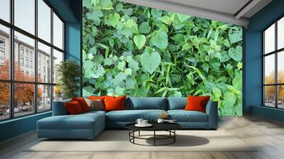 Nature Green leaf leaves background texture Wall mural