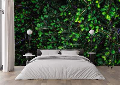 Abstract nature leaf green texture Wallpaper. Greenery wallpaper of fresh leaves. Natural background of green leaves Wall mural