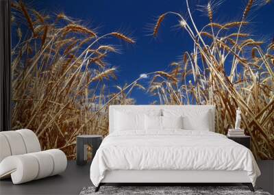 wheat ear against blue sky Wall mural