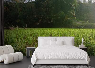 A green expanse of young rice plants with a bias in the afternoon light Wall mural