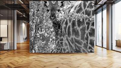 Baby giraffe camouflage B&W Wall mural