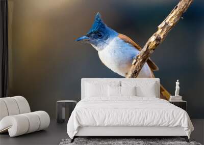 Female Indian Paradise Flycatcher in beautiful morning light Wall mural