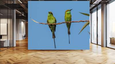 Green Bee eater pair on tree Wall mural