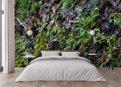 green moss on a wall  Wall mural