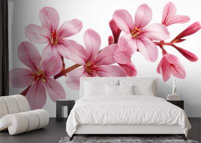 Blooming phumelia or Champa flower on transparent background, png	 Wall mural