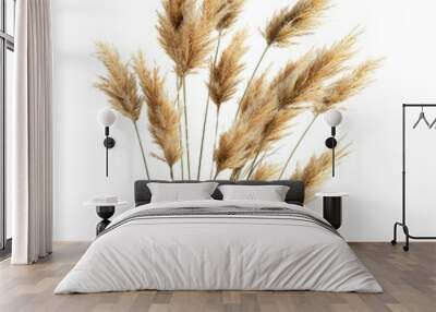 Bunch of autumn dry field grass with spikelets flu  on transparent background, png	 Wall mural