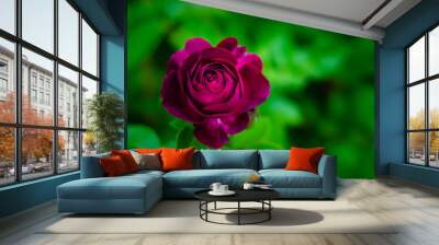 red rose on green background Wall mural