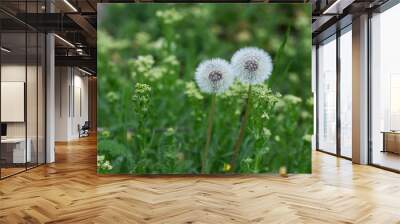 two fluffy dandelion flowers Wall mural