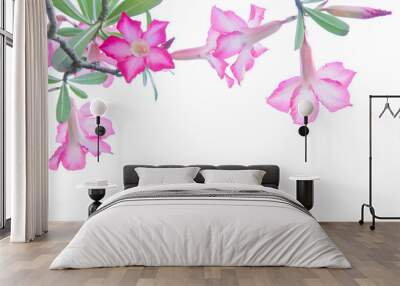 Flowers, Desert Rose; Impala Lily; Mock Azalea flowers on backgr Wall mural