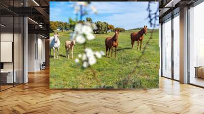 horse Wall mural