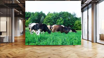 Beautiful cows on a green meadow Wall mural