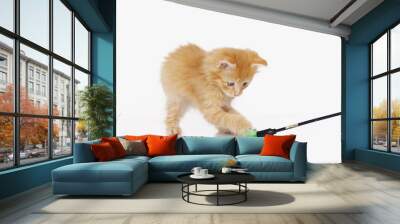 Red kitten with toy Wall mural