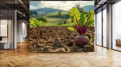 Beet Growing In The Field Wall mural