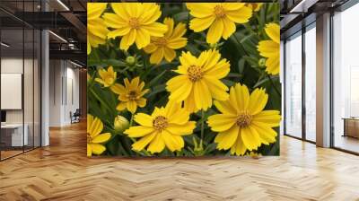 Coreopsis blooms with stunning yellow flowers all summer Wall mural