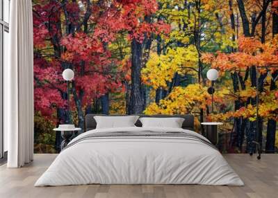 Fall Scene Oak Leaves in Vibrant Hues on Forest Trees Wall mural