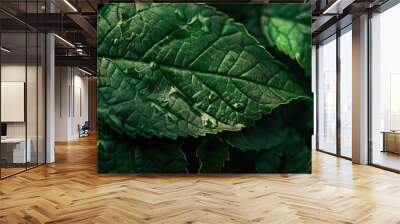 Leaf surface in green Wall mural