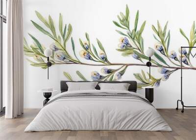 Watercolor illustration of Cassinopsis ilicifolia featuring Australian flora isolated on a white background Wall mural