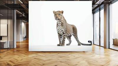 portrait of A leopard, isolated white background
 Wall mural