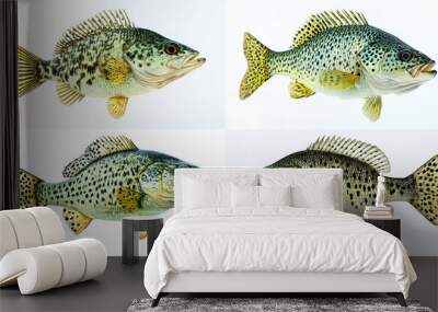  a black crappie fish a white background Wall mural