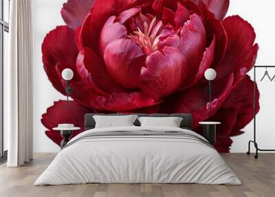 Illustration of a dark red peony set against a transparent background. Wall mural