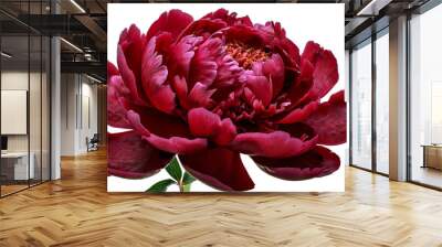 Illustration of a dark red peony set against a white background. Wall mural