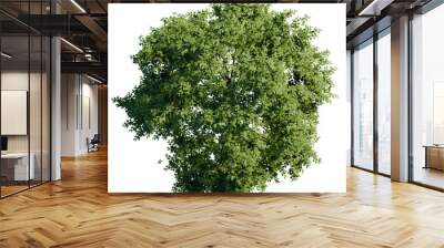 green tree top view on white png landscape plan urban Wall mural