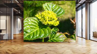 Abstract nature background with closeup of white Hydrangea growing flowers in sunny day in garden, Netherlands Wall mural