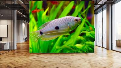 fish Blue gouram in aquarium Wall mural