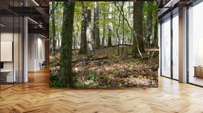 autumn in the woods Wall mural