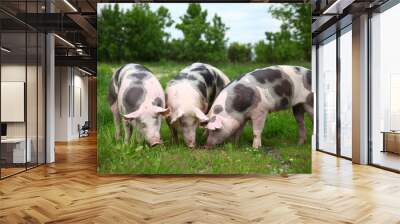 Pietrain breed pigs graze on fresh green grass on meadow Wall mural