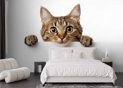 Funny pet cat showing a placard isolated on white background blank web banner template and copy space. Wall mural