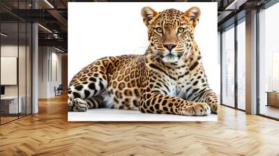 leopard isolated white background Wall mural