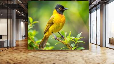 Vibrant yellow bulbul perches on a lush green branch, its striking black throat patch and crimson undertail feathers Wall mural