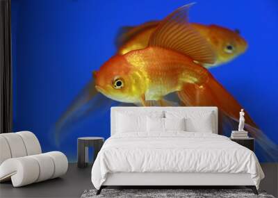 goldfish in aquarium Wall mural