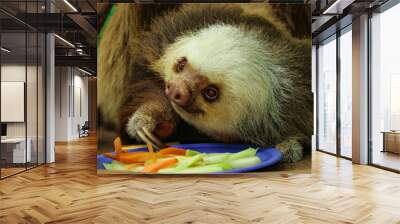 Cute closeup of a two toed sloth who is about to eat its food. Sloth sanctuary in Limon, Costa Rica. Wall mural