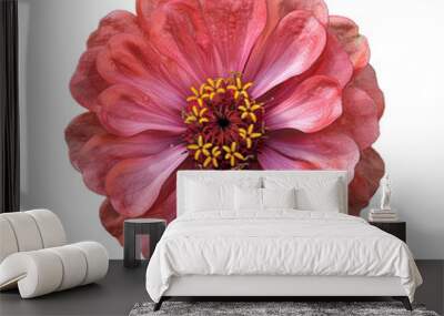 Close-up of a vibrant pink zinnia flower with lush petals in full bloom, showcasing intricate details and vivid colors against a plain background. Wall mural