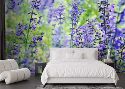 Close up of spontaneous spring purple and violet wild lupine flowers in a colorful rural field . Nature background, soft focus and blur Wall mural